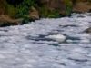 Nakalalasong bula sa ilog sa Laguna, tatalupan ng DENR