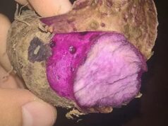 DA, namahagi ng P2.6M pananim na ube sa Visayas farmers