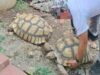 Manager ng resort sa Cebu, arestado sa pag-aalaga ng endangered wildlife