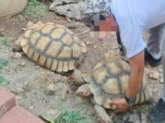 Manager ng resort sa Cebu, arestado sa pag-aalaga ng endangered wildlife