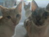 International Pet Summit 2026, magbabalik sa Hulyo 24–26