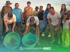 DENR: Pinakamaraming pawikan nests naitala sa OccMin