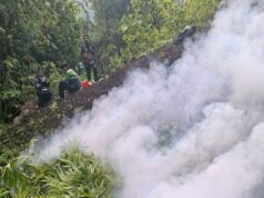 P7.6M marijuana winasak sa Kalinga