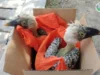 2 endangered hornbill nasagip; babae arestado sa GenSan