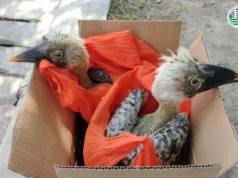 2 endangered hornbill nasagip; babae arestado sa GenSan