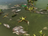 Fish kill sa Rizal tatalupan ng PCG, BFAR