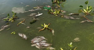 Fish kill sa Rizal tatalupan ng PCG, BFAR