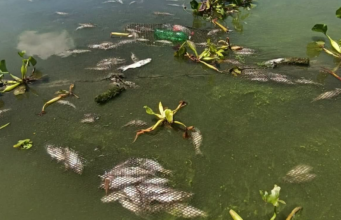 Fish kill sa Rizal tatalupan ng PCG, BFAR