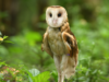 Philippine Grass Owl nailigtas, pinakawalan sa Aurora