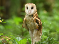 Philippine Grass Owl nailigtas, pinakawalan sa Aurora