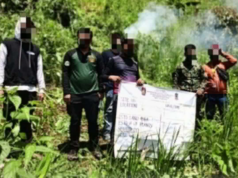 P6M tanim na marijuana sa Agusan binunot