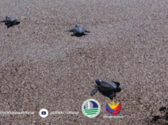 162 pawikan, matagumpay na pinakawalan sa dagat sa Bohol