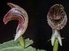 10 piraso lang: Natuklasang orchid species sa Mt. Apo, ‘critically endangered’