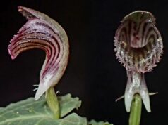 10 piraso lang: Natuklasang orchid species sa Mt. Apo, ‘critically endangered’