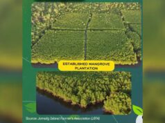 Halos 98 ektaryang bakawan, naibalik ng DENR sa Quezon