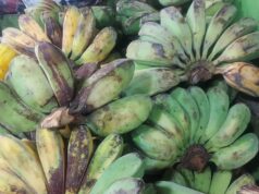 Saging na saba ng Pinas nagpatibay sa panimulang export sa New Zealand