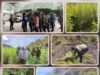 P6.6M marijuana winasak sa Kalinga