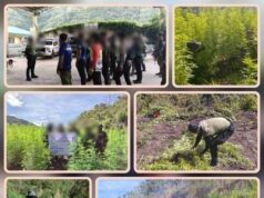P6.6M marijuana winasak sa Kalinga