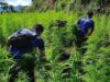 P11.4M marijuana plantation sa Kalinga, binunot