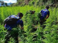 P11.4M marijuana plantation sa Kalinga, binunot