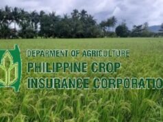 PCIC naghahanda ng P36M ayuda para sa mga magsasakang sinalanta ng bagyo