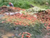 Gulay sa Benguet, tinatapon na lamang dahil sa oversupply, kakulangan ng mamimili