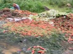 Gulay sa Benguet, tinatapon na lamang dahil sa oversupply, kakulangan ng mamimili