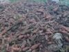 Bagsak-presyong carrots dagok sa mga magsasaka sa Benguet