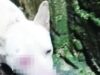 Buntis na aso na natutulog sa ilalim ng sasakyan sa Bacolod, hinataw