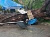 Trayk driver na natutulog, tigok sa bumagsak na acacia sa Ilocos Sur
