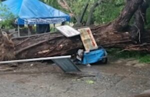 Trayk driver na natutulog, tigok sa bumagsak na acacia sa Ilocos Sur