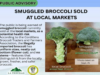 La Trinidad LGU nagbabala vs ‘pekeng’ broccoli