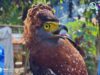 PH serpent eagle, nasagip sa South Cotabato
