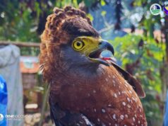 PH serpent eagle, nasagip sa South Cotabato