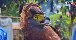 PH serpent eagle, nasagip sa South Cotabato