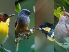 68 uri ng ibon, natukoy sa mga bundok ng Nueva Vizcaya