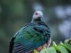 Bagong species ng kalapati, natuklasan sa Tawi-Tawi