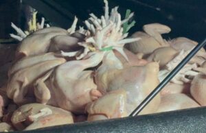 Salmonella sa manok naitala sa MM, resistant sa antibiotics – pag-aaral