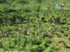 1,200 bamboo, itinanim sa protected landscape sa Aurora