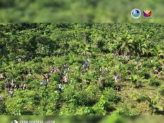 1,200 bamboo, itinanim sa protected landscape sa Aurora