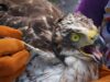 Nanghihinang PH Serpent Eagle, sinagip sa ZamboNorte
