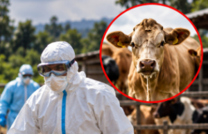 Unang kaso ng Shamonda virus, naitala sa France