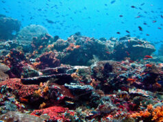 96% ng coral reef systems sa mundo nanganganib malusaw ‘gang 2075 — IUCN