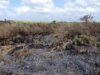 Puerto Princesa, naghahanda sa pagdami ng grass fire sa epekto ng super El Niño