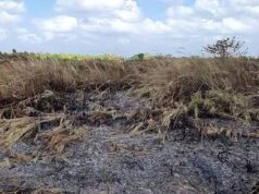 Puerto Princesa, naghahanda sa pagdami ng grass fire sa epekto ng super El Niño