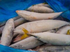 Cold storage, ni-raid; Chinese national, 4 pa arestado sa puslit na frozen mackerel
