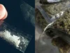 P5.4M tobtas, marijuana nasabat sa CALABARZON