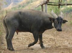 Poe nabahala sa critically endangered Mindoro tamaraw